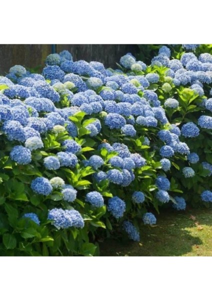 Videolu 1 Adet Ithal Mavi Çiçekli Ortanca Çiçeği 30-50 cm Saksılı Çiçekli Bodur Bitkiler (Hydrangea)