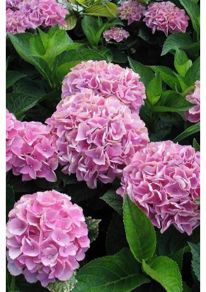 Ortanca (40~60 Cm, Pembe)