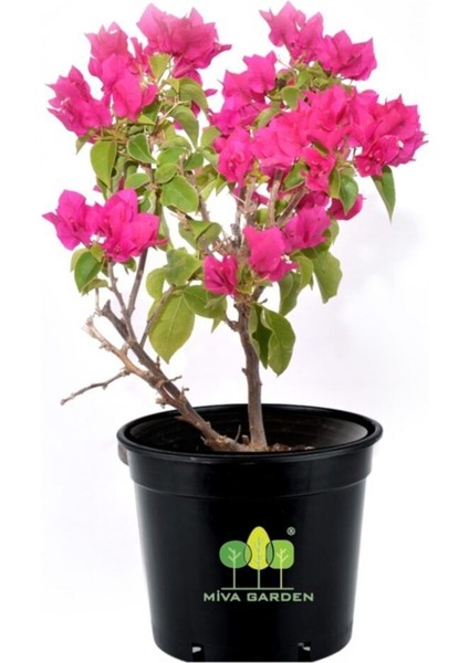 Bougainvillea Spectabilis Çalı Begonvil