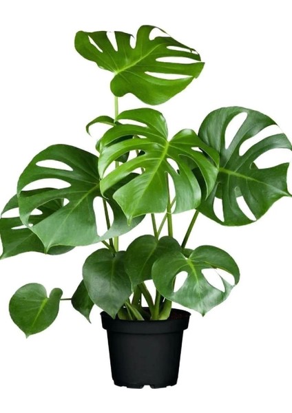 Deve Tabanı - Monstera Deliciosa - 50 cm Boyunda