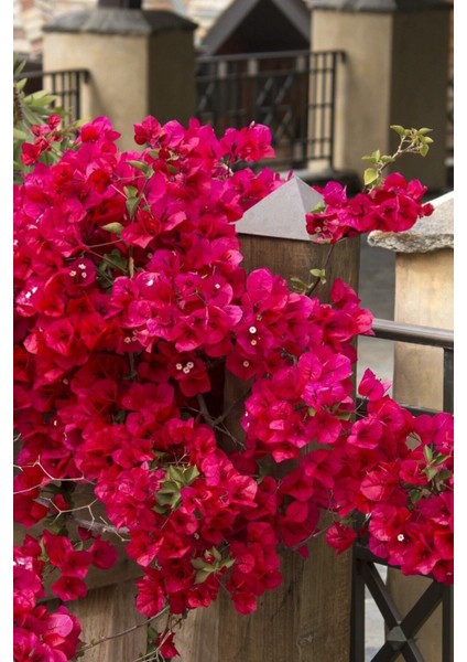 Kırmızı Begonvil Çiçeği 50-60CM /şuan Çiçeksizdir Bougainvillea