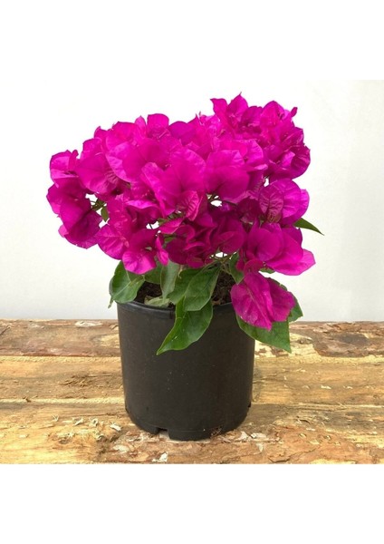 Begonvil Çiçeği-Kırmızı (15-20 Cm)-Bodur Begonvil Bougainvillea