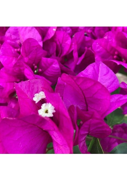 Begonvil Çiçeği-Kırmızı (15-20 Cm)-Bodur Begonvil Bougainvillea