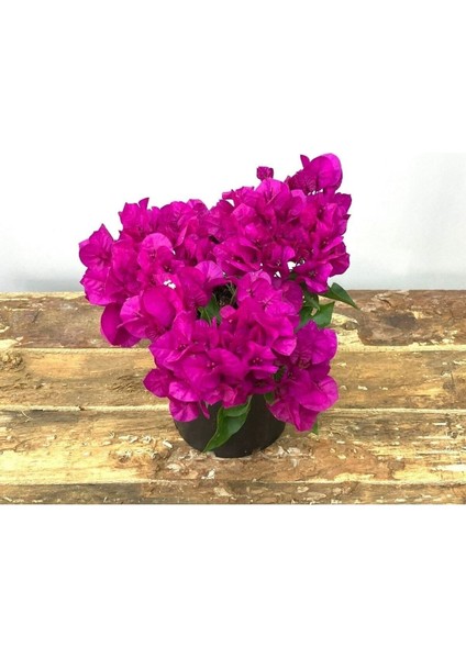 Begonvil Çiçeği-Kırmızı (15-20 Cm)-Bodur Begonvil Bougainvillea