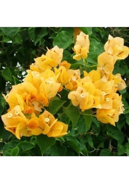 Begonvil Çiçeği Sarı 60 cm Saksılı Bougainvillea