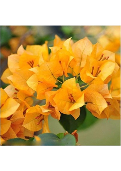 Begonvil Çiçeği Sarı 60 cm Saksılı Bougainvillea