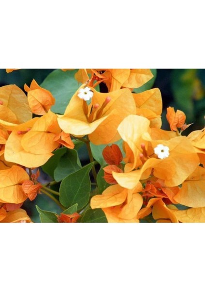 Begonvil Çiçeği Sarı 60 cm Saksılı Bougainvillea