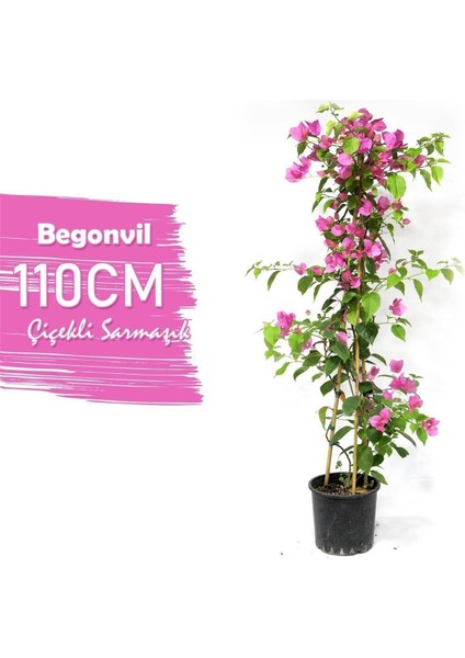 Begonvil Çiçeği Bitkisi Pembe 110 Cmbougainvillea indirimleri