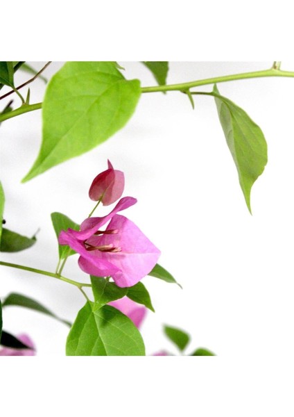 Begonvil Çiçeği Bitkisi Pembe 110 Cmbougainvillea fiyatları