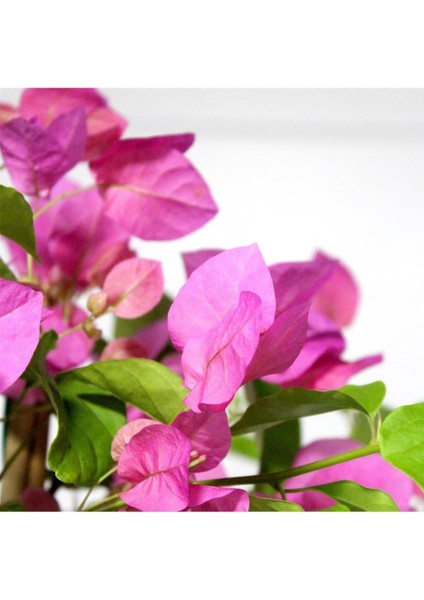 Begonvil Çiçeği Bitkisi Pembe 110 Cmbougainvillea modelleri