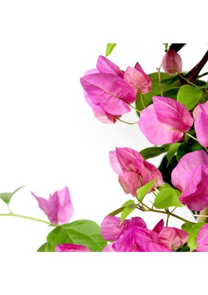 Begonvil Çiçeği Bitkisi Pembe 110 Cmbougainvillea fırsatları