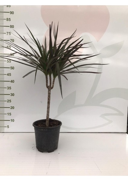 Drecana Marginata Tekli