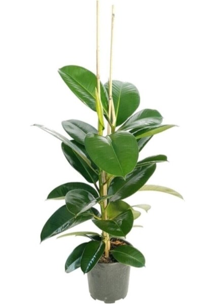 2 Köklü Kauçuk Bitkisi 80-100 cm
