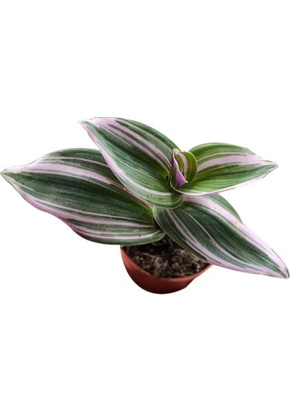 Tradescantia Zebrina Kaktüs Sukulent