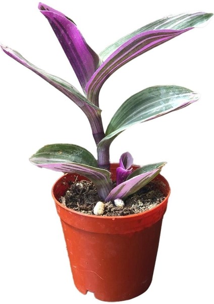 Tradescantia Zebrina Kaktüs Sukulent