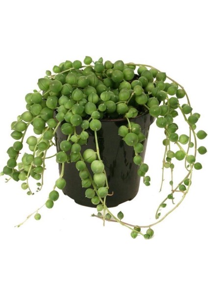 Senecio Rowleyanus, Tesbih Çiçeği 11 cm Saksıda Jumbo Boy