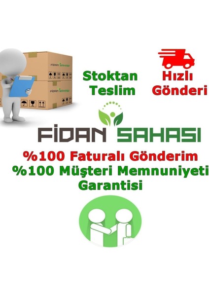 Tüplü Limoni Servi Fidanı 4 Adet Boy 50-60CM