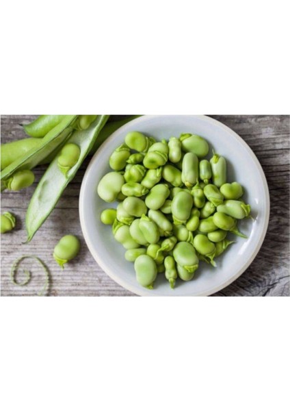 Sakız Bakla Tohumu 10 Adet Tohum Dev Tohumlar modelleri