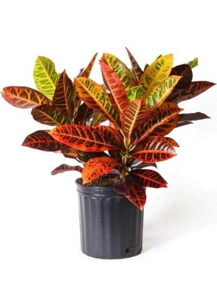 Kraton Bitkisi 60 cm Boy Croton Petra 17 cm Saksı Çapı Kroton Ev Bitkisi Ofis Bitkisi Salon Bitkisi