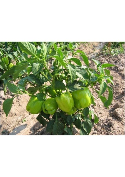 Dolmalık Biber Tohumu 20 Adet Tohum modelleri