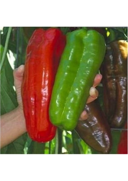 Tatlı Iri Marconi Biber Tohumu 15 Adet Tohum fiyatları