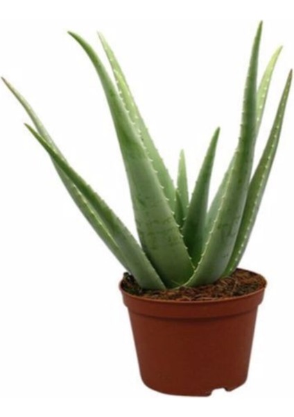 Aloe Vera Bitkisi 25-30 cm