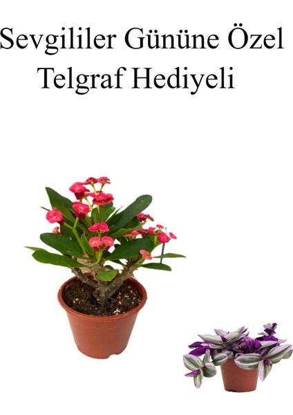 Kadınlar Gününe Özel Kırmızı Renk Milli Diken-Kaktüs Telgraf Hediyeli