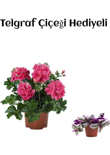 Hediyelik Pembe Sakız Sardunya Çiçeği Fidanı Kadınlar Gününe Özel Telgraf Hediyeli