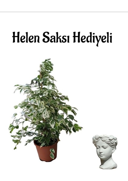 Kadınlar Gününe Özel Alacalı Benjamin Bitkisi Helen Saksı Hediyeli Bitki