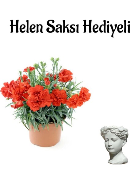 Kadınlar Günü Hediyesi Kırmızı Karanfil Çiçeği Helen Saksı Hediyeli