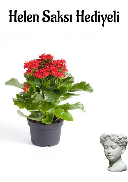 Hediyelik Kırmızı Renk Kalanşo(Kalanchoe) Çiçeği Kadınlar Gününe Özel Helen Saksı Hediyeli