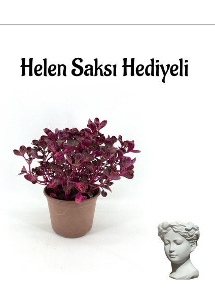 Kadınlar Gününe Özel Çingene Şalvarı Çiçeği Hele Saksı Hediyeli