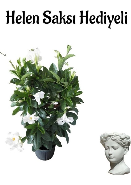 Mis Kokulu Beyaz Renk Mandevilla Çiçeği Kadınlar Gününe Özel Helen Saksı Hediyeli