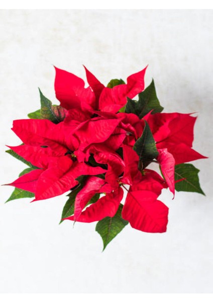 Videolu 1 Adet Sevgililer Gününe Özel Atatürk Çiçeği 20-30CM Saksılı Dikenler Tacı Hediye Poinsettia modelleri