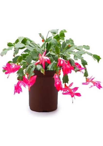 Videolu 1 Adet Pembe Yılbaşı Çiçeği 20-30 cm Tüplü Çiçekli Bodur Bitkiler Zygocactus