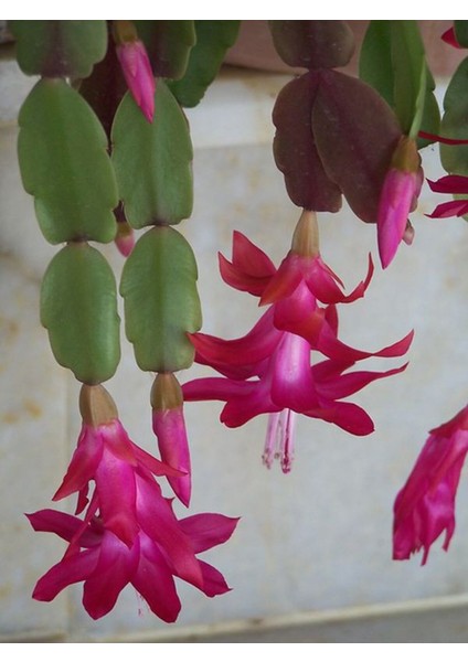 Videolu 1 Adet Pembe Yılbaşı Çiçeği 20-30 cm Tüplü Çiçekli Bodur Bitkiler Zygocactus