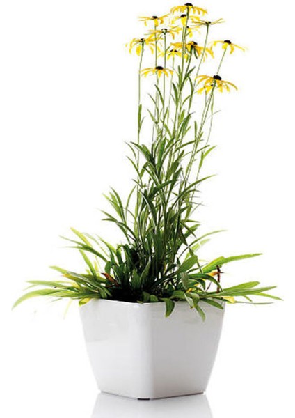 Videolu Europs Papatyası (Sarı Papatya) (5,5 10 Cm) 1 Adet Tüplü/saksılı Papatya Yellow Daisy