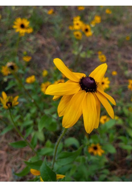Videolu Europs Papatyası (Sarı Papatya) (5,5 10 Cm) 1 Adet Tüplü/saksılı Papatya Yellow Daisy fiyatları