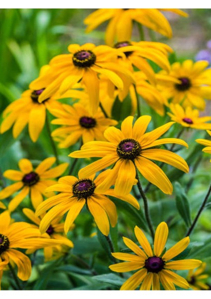 Videolu Europs Papatyası (Sarı Papatya) (5,5 10 Cm) 1 Adet Tüplü/saksılı Papatya Yellow Daisy modelleri