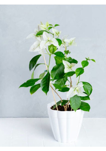 Videolu Beyaz Begonvil Sarmaşığı (50 80 Cm)1 Adet Saksılı Iç/ Dış Mekan Bitkisi Bougainvillea