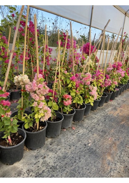 Begonvil (Gelin Tacı) Bougainvillea modelleri