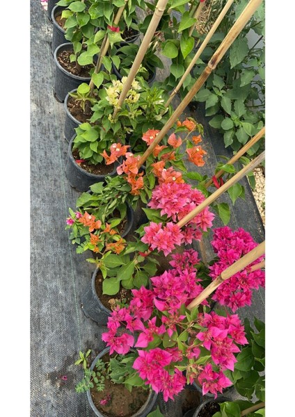 Begonvil (Gelin Tacı) Bougainvillea indirimleri