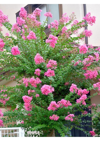 Videolu Pembe Çiçekli Oya Ağacı (70 100 Cm)3 Adet Saksılı Dış Mekan Bitkisi Lagerstroemia Indica modelleri