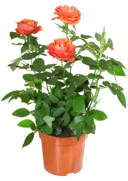 Videolu Mumyalı Turuncu Gül Fidanı 1 Adet 50-80 cm Saksılı Aşılı Gül (Orange Rose)
