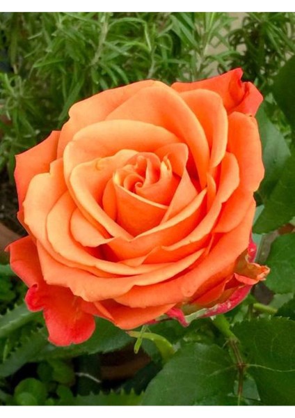 Videolu Yediveren Kokulu Turuncu Renk (50 80 Cm) Saksılı Aşılı Gül Fidanı Orange Rose