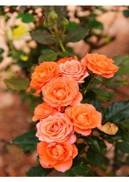 Videolu Yediveren Kokulu Turuncu Renk (50 80 Cm) Saksılı Aşılı Gül Fidanı Orange Rose