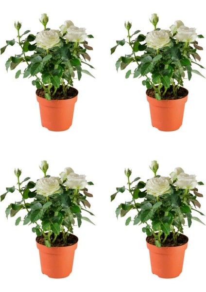 Videolu Chopin Gül Beyaz Renkli (40 60 Cm)1 Adet Saksılı Bahçe Güzeli Aşılı Gül White Rose