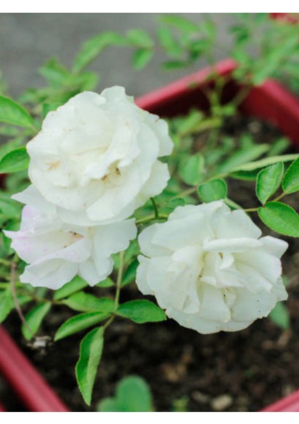 Videolu Chopin Gül Beyaz Renkli (40 60 Cm)1 Adet Saksılı Bahçe Güzeli Aşılı Gül White Rose fiyatları