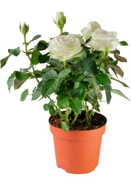 Videolu Chopin Gül Beyaz Renkli (40 60 Cm)1 Adet Saksılı Bahçe Güzeli Aşılı Gül White Rose modelleri