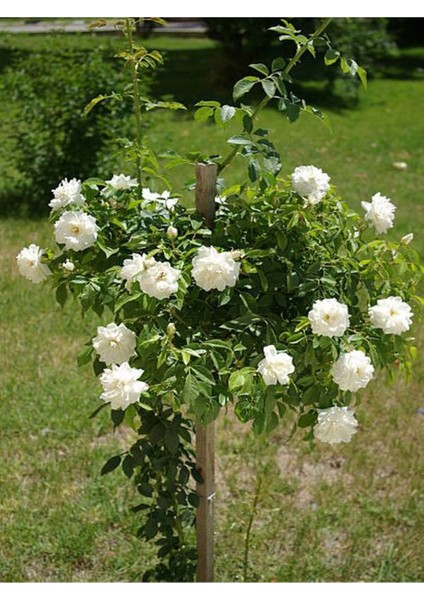 Videolu Chopin Gül Beyaz Renkli (40 60 Cm)1 Adet Saksılı Bahçe Güzeli Aşılı Gül White Rose fırsatları